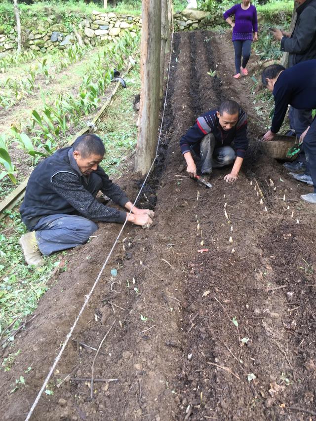 七叶一枝花（重楼）的种植方法