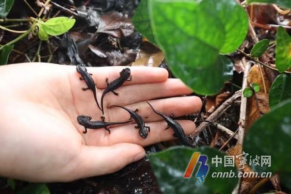 守护多样生物 看宁波如何让更多野生动植物平安“上岸”