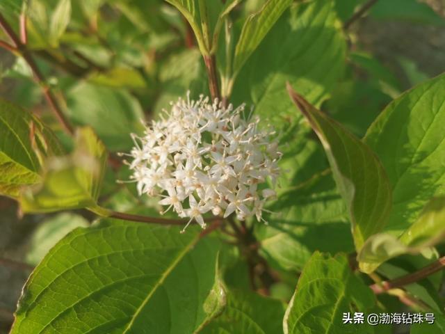 初夏花花世界之白色系的花