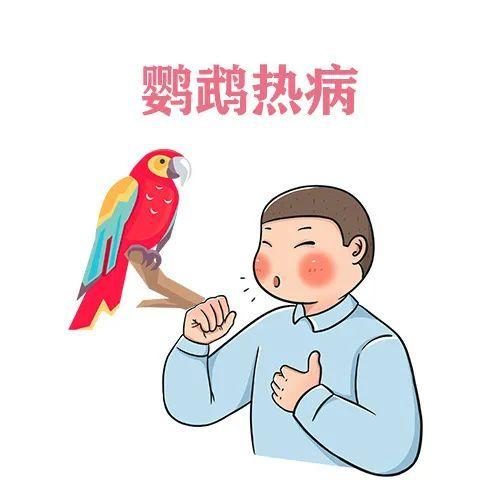 鹦鹉热是什么病？还能好好遛鸟儿吗？