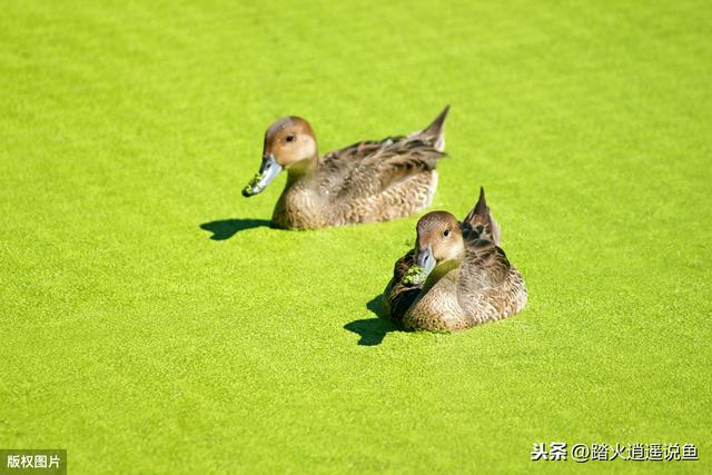 塘里浮萍繁殖快，试下这几个方法，再多的浮萍都不用愁