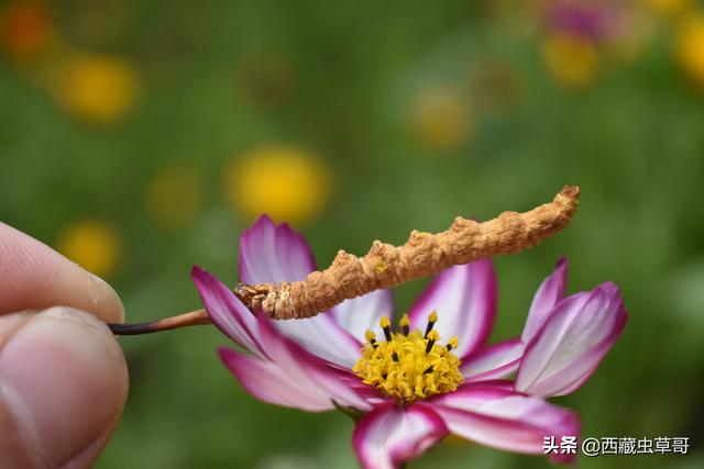 为什么冬虫夏草目前还无法实现真正的人工种植？