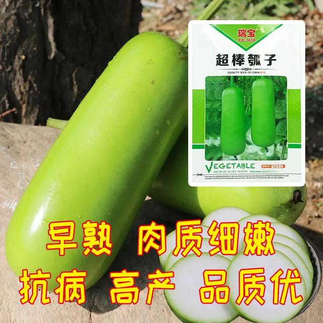 定植到采收55天！抗病又高产的好吃瓠子品种，肉质细嫩受欢迎