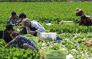 白菜种植利润(农民伯伯把小白菜变成“摇钱树”，亩均收入3万元)