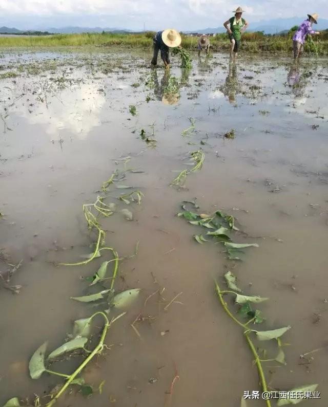 怎么种水蕹菜、水空心菜、藤蕹菜、水上竹叶菜