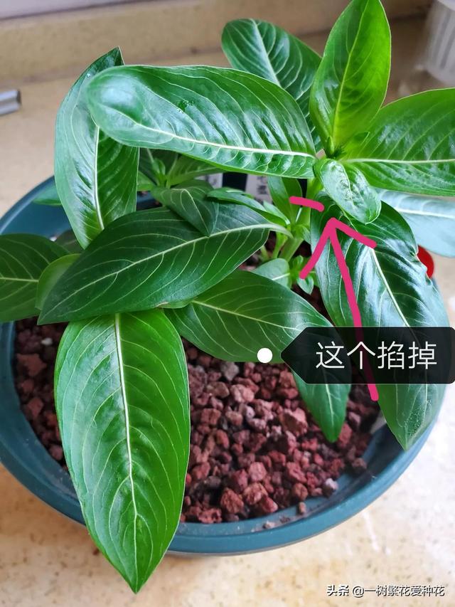 “辣手摧花”才能养好这20种花，越掐越旺，花开得好邻居们都羡慕