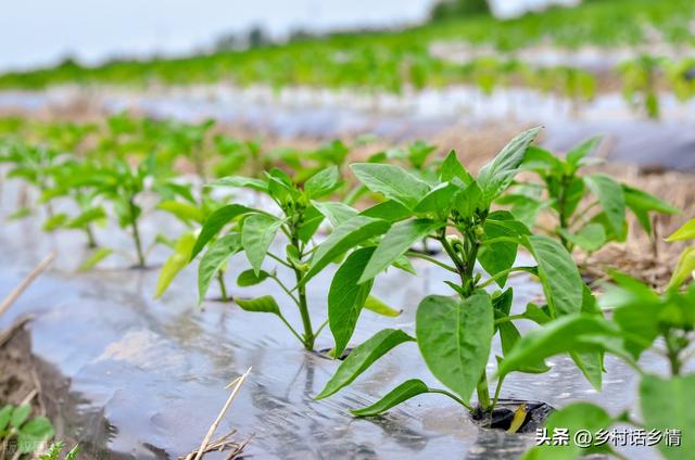 1-5月份每个月能种什么菜？南北各不同，好好把握种植时间