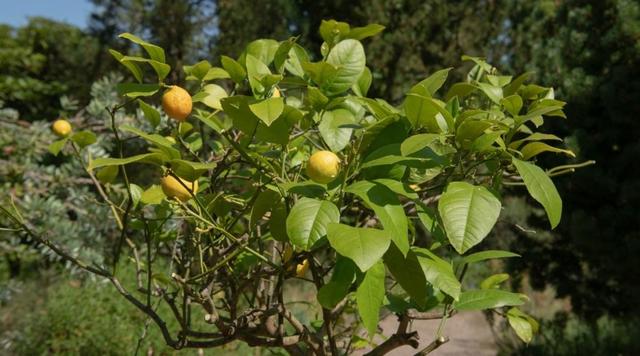 矮柠檬树的种植、生长和护理指南