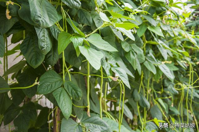 芒种后种点黄瓜豆角，五六十天收获，掌握3点，瓜豆多得吃不完