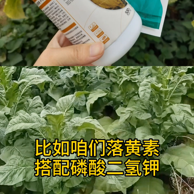 打顶后烟叶黑暴烟返青烟，怎么办才能分层落黄#种植小技巧