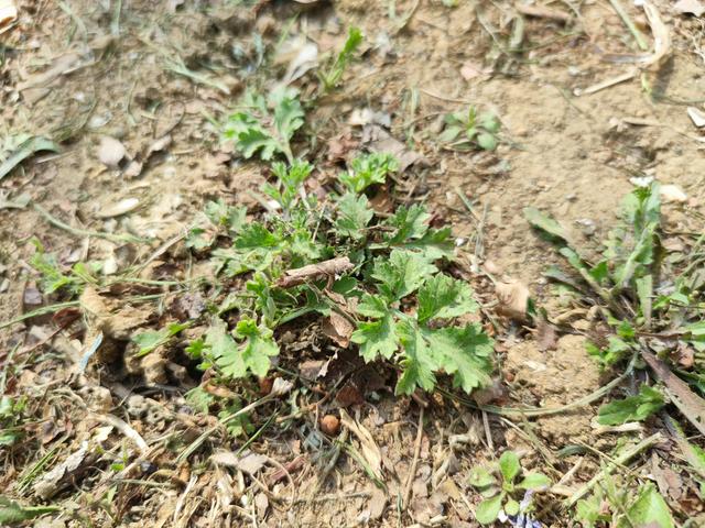 清明过后百草香，这15种野菜遇到别忘采点尝尝鲜，品尝春天的味道