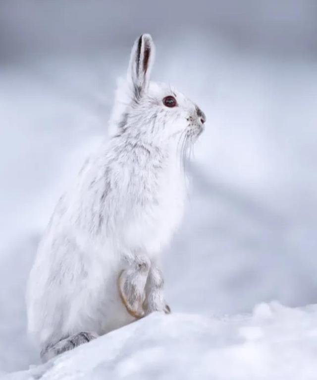 白靴兔，冬天雪地里的隐藏者