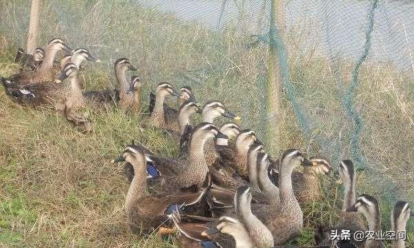 蛋鸭怎样养能提高经济效益？养殖蛋鸭的关键技术，圈养蛋鸭