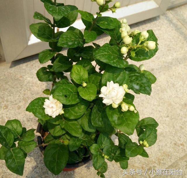 家里养茉莉花，两个种植小秘诀，花儿开满枝、叶子油绿发光