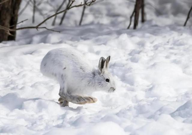 白靴兔，冬天雪地里的隐藏者