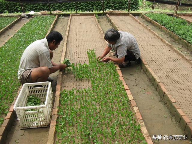 菊花的种植方法