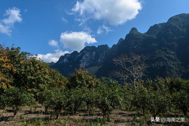 花梨木需要近百年才能成材出格，为啥这个城市就敢全民种上千万棵