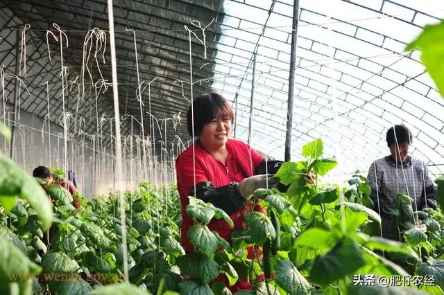 蔬菜如何种植才能高产？掌握好这些，你也是种菜高手