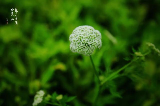 【栖霞山·植物百科】蛇床：我说我是平平无奇朴实无华的小白花，你信吗？