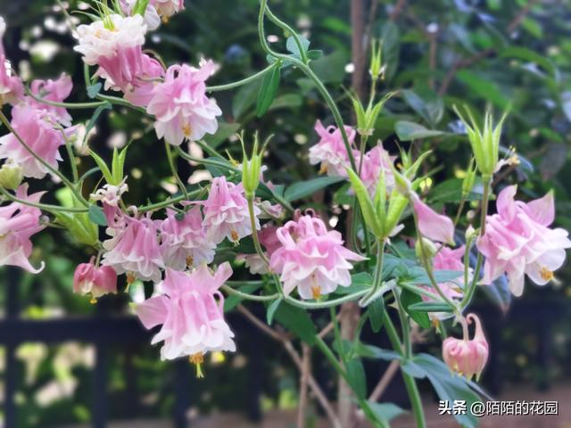 北方庭院每月都想赏花？就选这些花搭配种植