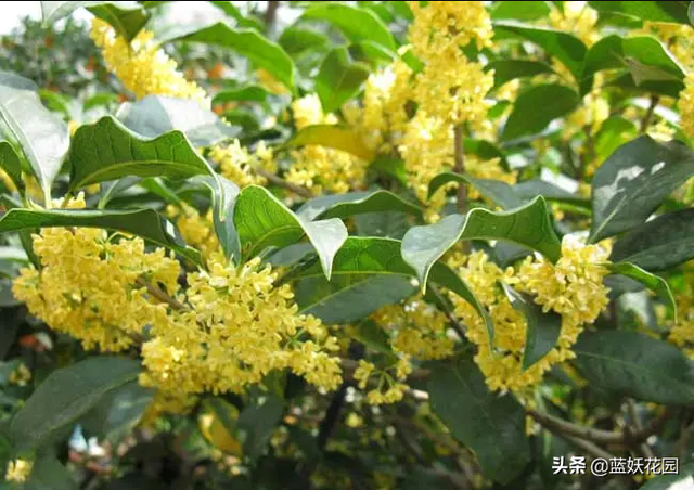 门前种桂花出门遇贵人，盆栽桂花这样养，一棵香满屋