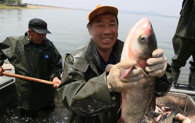 花鲢鱼怎么养不会容易死