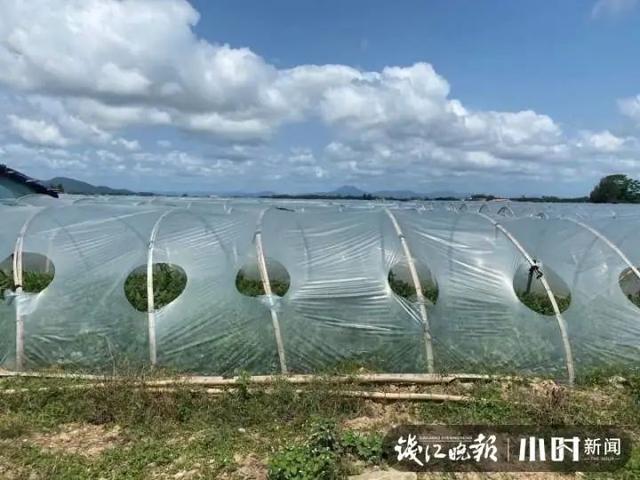 年赚600万？浙江男子跑到海南种西瓜，收入亮了：20年来第一次遇到