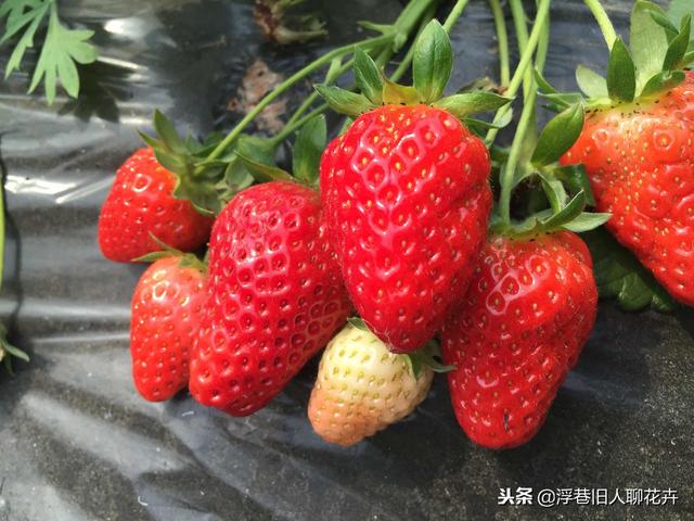 家庭盆栽草莓的种植方法，缓苗很重要，你也能吃上自己种的草莓