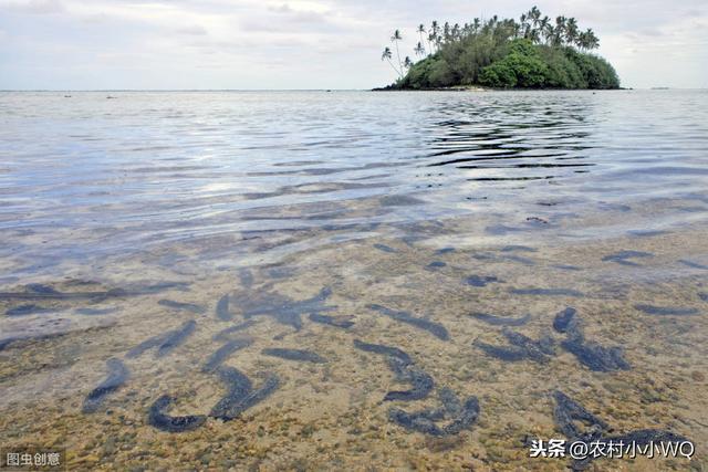 海参养殖技术，你知道多少？这里讲的可能你不知道