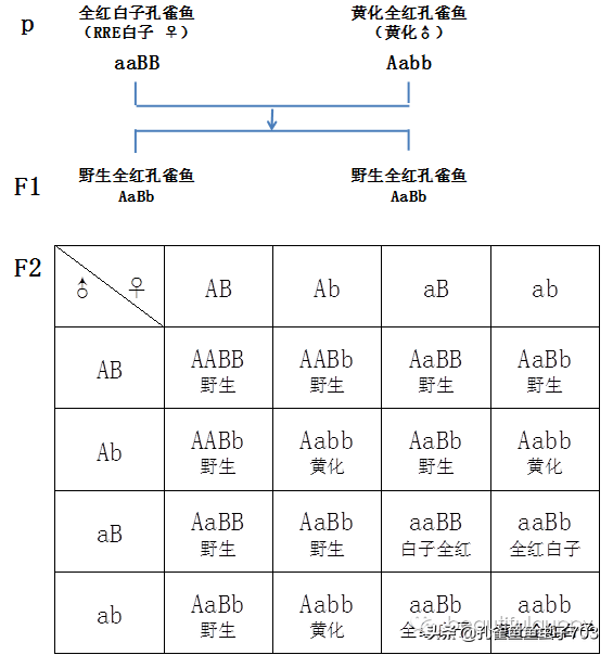 全红孔雀鱼的维系方法