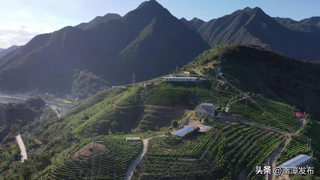 湖北南漳：五官山上的“鸡司令”