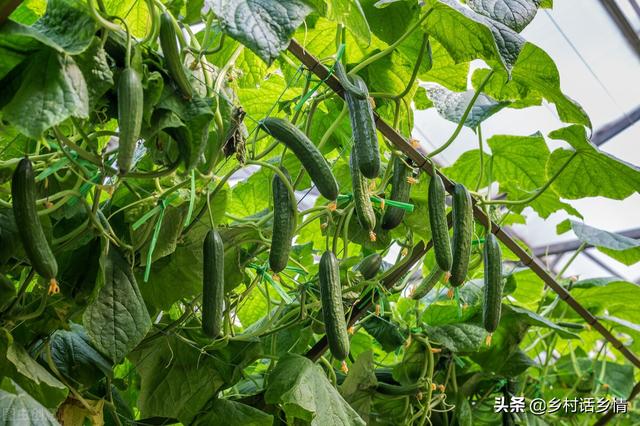 种植瓜果、茄果、豆角类，记住这三个方法，花多果多产量高