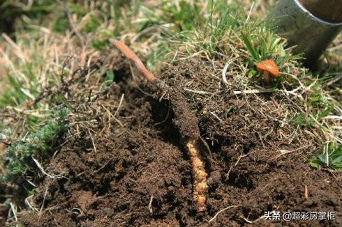 冬虫夏草的形态特征和栽培技术