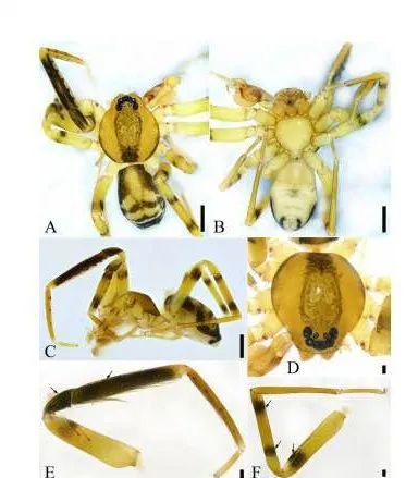 再添新成员！广西大明山发现5个蜘蛛新种