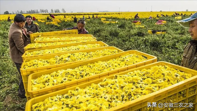 每亩经济效益2万以上，亳菊是40种大宗药材之一，它具有哪些优势