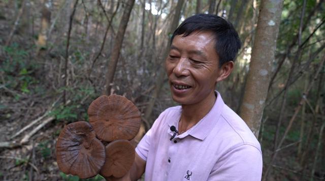 福建林农的新生活：林下“淘真金”开启小康门