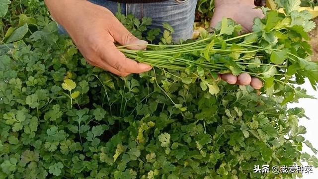 这几种菜最适合阳台种植，小白照样能种好，全家有放心菜吃了