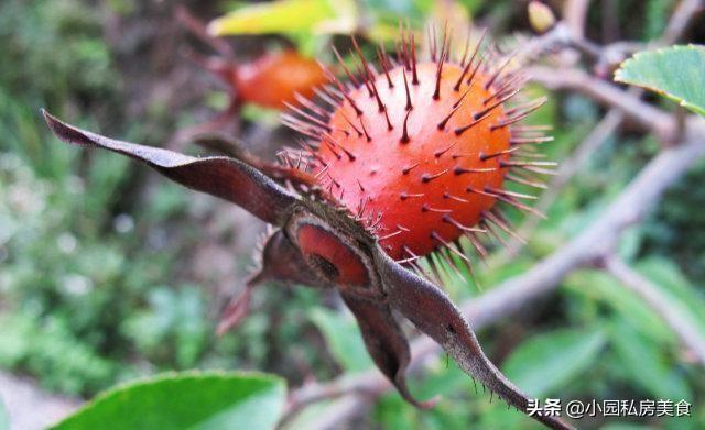 惠州农村随处可见的8种野果，吃过的都是80年以前的人，你吃过吗