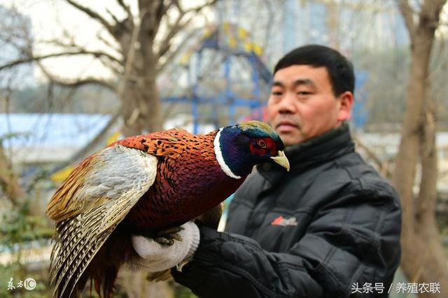 人工饲养野鸡的六个主要品种，特禽养殖出效益