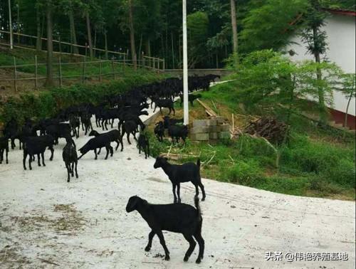 养黑山羊的建场与绿化有哪些要求？