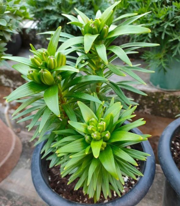 栽种百合花，掌握“最佳季节”，蹭蹭冒芽，很快开满花