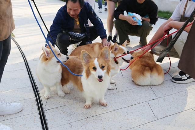 宠物竟是“禁养犬”，办证居然还有套路？