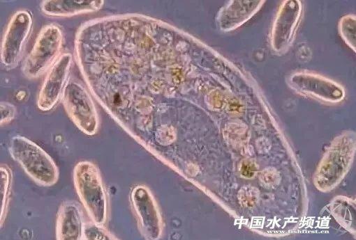 水产养殖用微生物制剂的特性和作用与使用方法