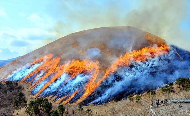 日本坚持700年烧山，为何我国却禁止？多省麦苗枯死是“反噬”？