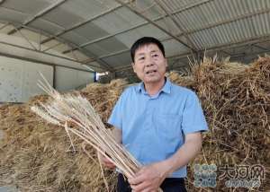 黑豆的目前种植品种(最高亩产1600斤宝丰小麦新品种“一增一减”助农增收)