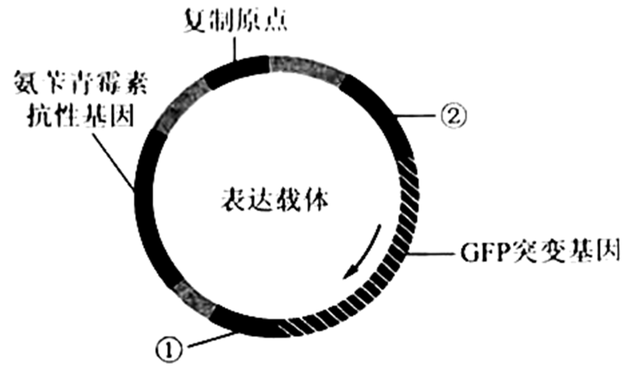 2023年高考全国乙卷生物真题