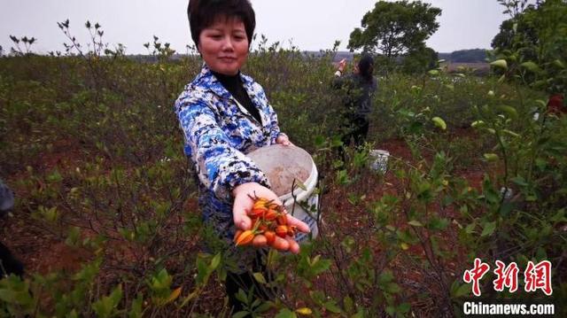 （新时代新征程新伟业）探访“药都”樟树道地药材种植基地：规模化、标准化、数字化