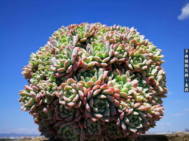 多肉之美，四季皆是风景！浅谈景天科多肉植物的养护方法