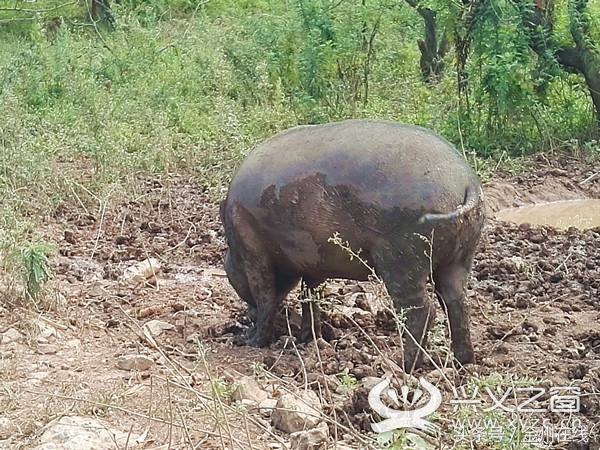 从打工到野猪养殖，从贫困走向致富的‘腾飞’之路