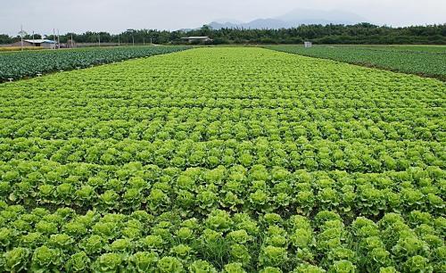 生菜的生物特性及高效种植方法